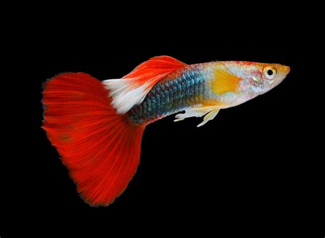 guppy fish for sale